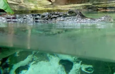 La Serre Amazonienne du Zoo de Montpellier