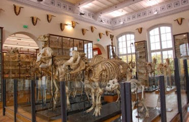 Musée Fragonard d’Alfort