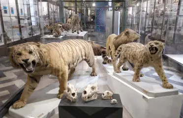 Muséum d’histoire naturelle de Nîmes