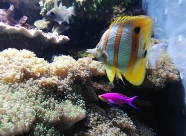 Aquarium Marin du Cap d’Agde