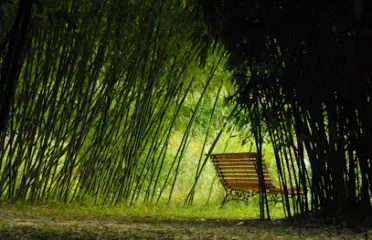 Le Parc aux Bambous Lapenne
