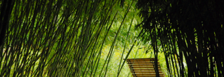 Le Parc aux Bambous Lapenne