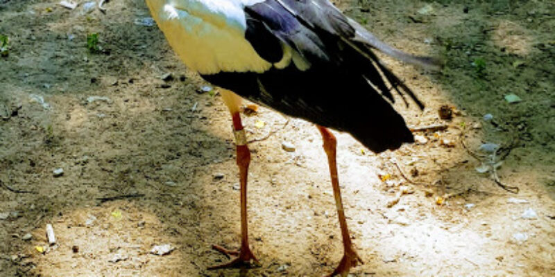 Zoo Upie