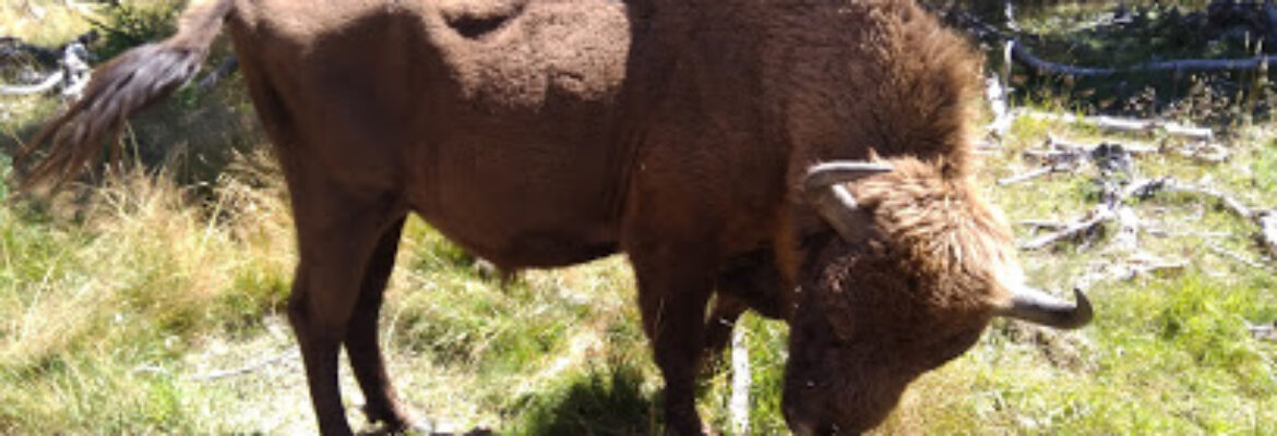 Reserve Bisons Margeride Europe