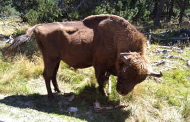 Reserve Bisons Margeride Europe