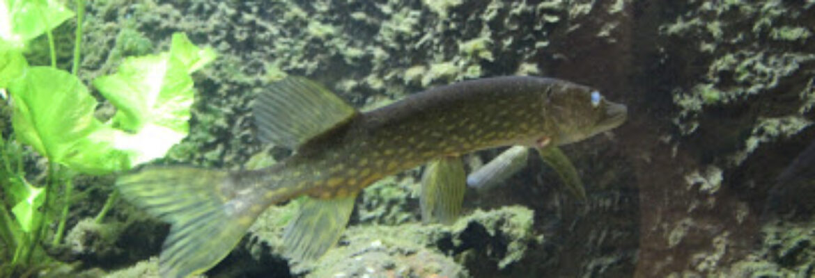 Aquarium des curieux de nature de Belle-Isle-en-Terre