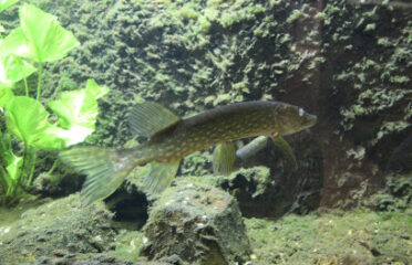 Aquarium des curieux de nature de Belle-Isle-en-Terre