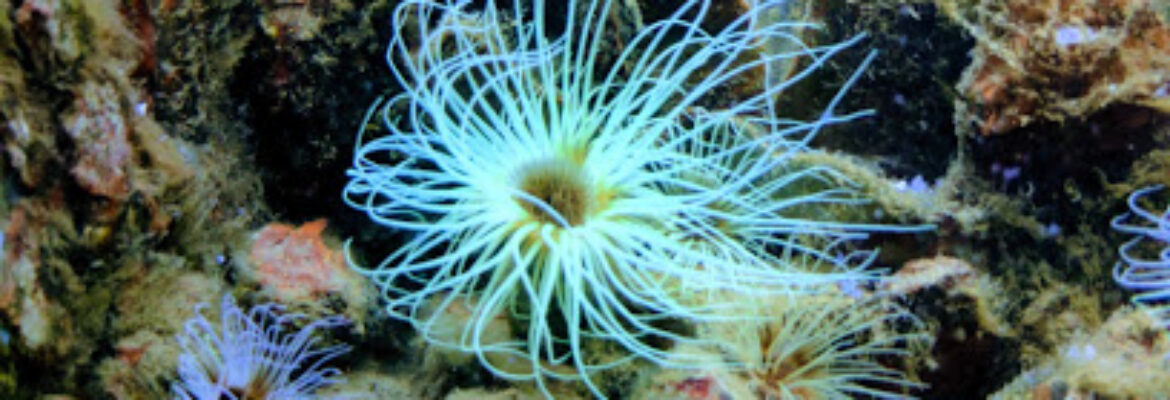 Musée Aquarium d’Arcachon