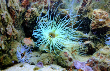 Musée Aquarium d’Arcachon