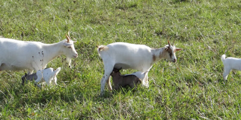 Parc animalier de Lussas