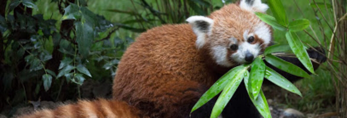 Parc Zoologique et Botanique de Mulhouse
