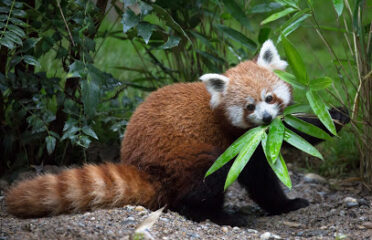 Parc Zoologique et Botanique de Mulhouse