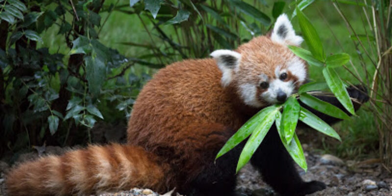 Parc zoologique et botanique de Mulhouse