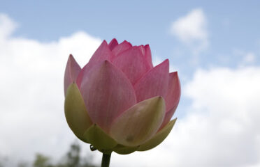 Parc floral de la Court d’Aron
