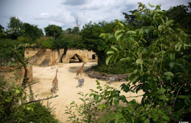 Bioparc de Doué-la-Fontaine