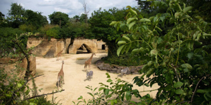Bioparc de Doué-la-Fontaine