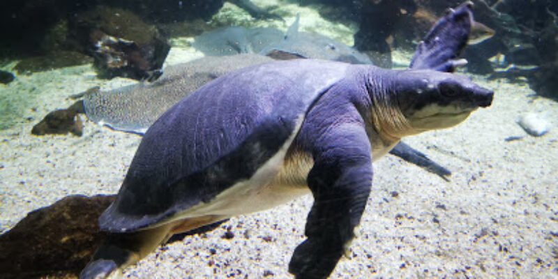 Aquarium tropical du Palais de la Porte dorée
