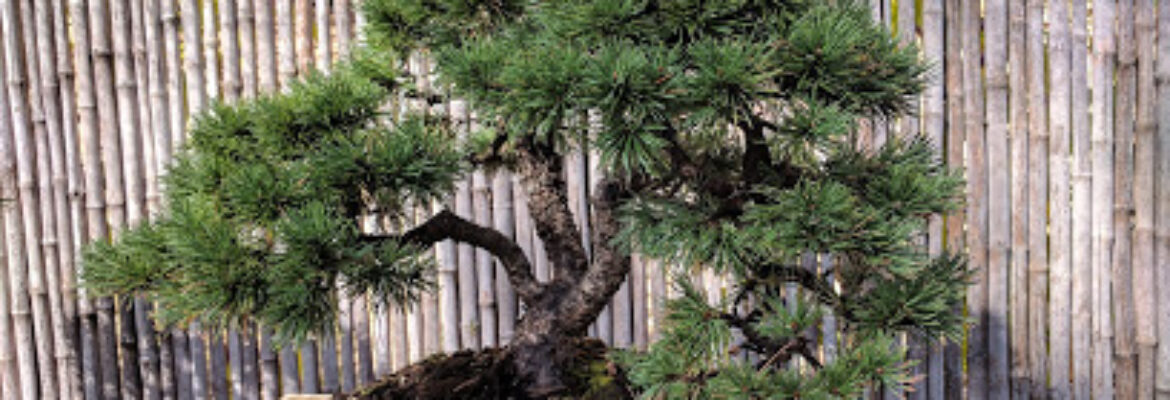 Jardin Arboretum Bonzaï Mialet