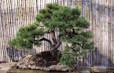 Jardin Arboretum Bonzaï Mialet