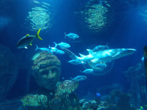 SEA LIFE Val d’Europe