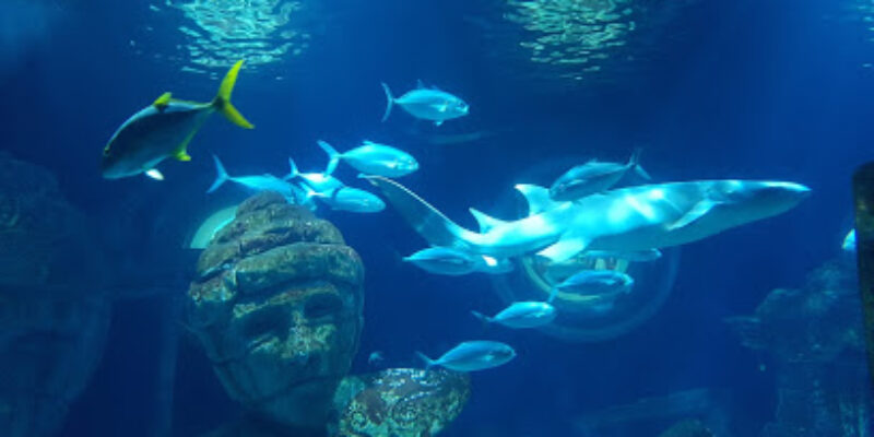 SEA LIFE Val d’Europe