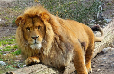 Parc Animalier Casteil