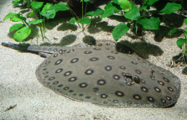 Aquarium des Tropiques