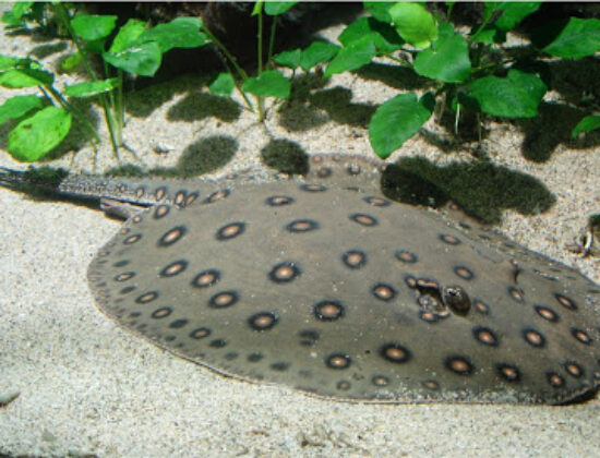 Aquarium des Tropiques