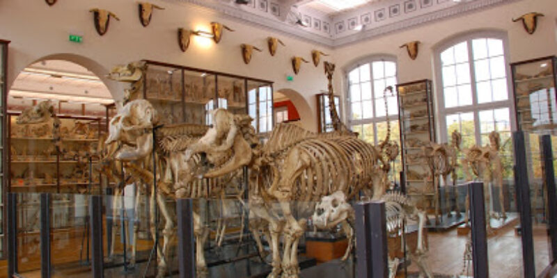 Musée Fragonard d’Alfort