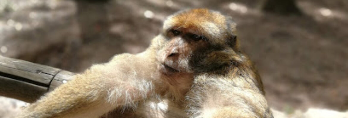 La Montagne des Singes