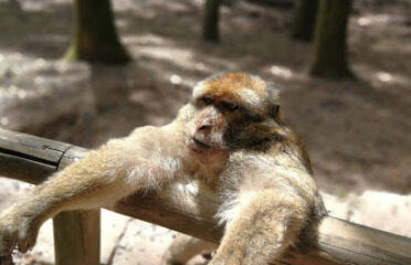 La Montagne des Singes