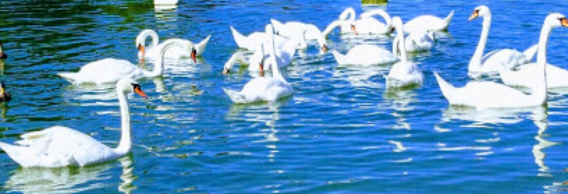 Base Nautique de Brognard