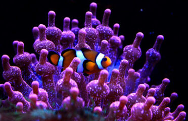 Aquarium de Lyon