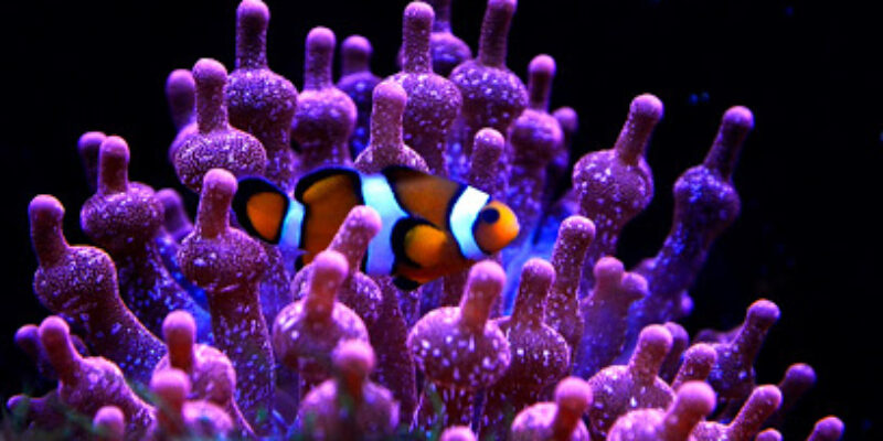 Aquarium de Lyon