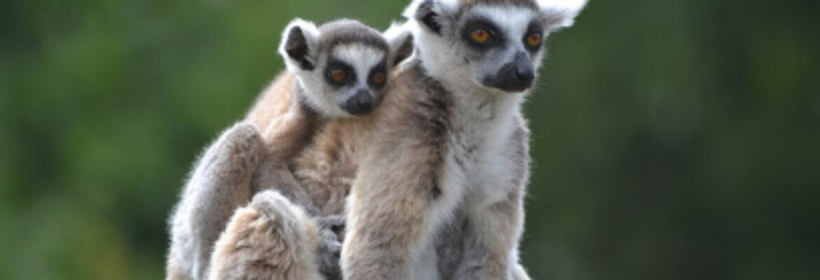 Natur’Zoo de Mervent