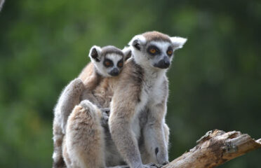 Natur’Zoo de Mervent