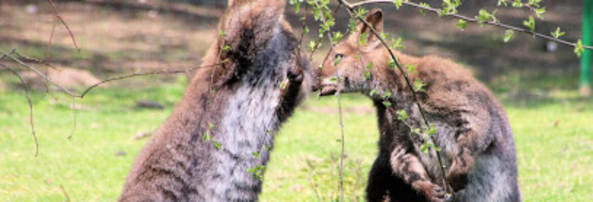 Parc animalier du Quinquis
