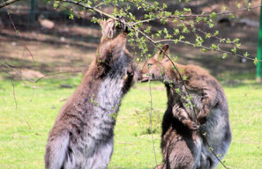Parc animalier du Quinquis