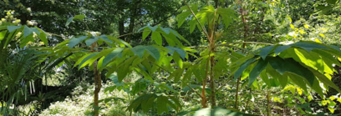 Jardin jungle karlostachys