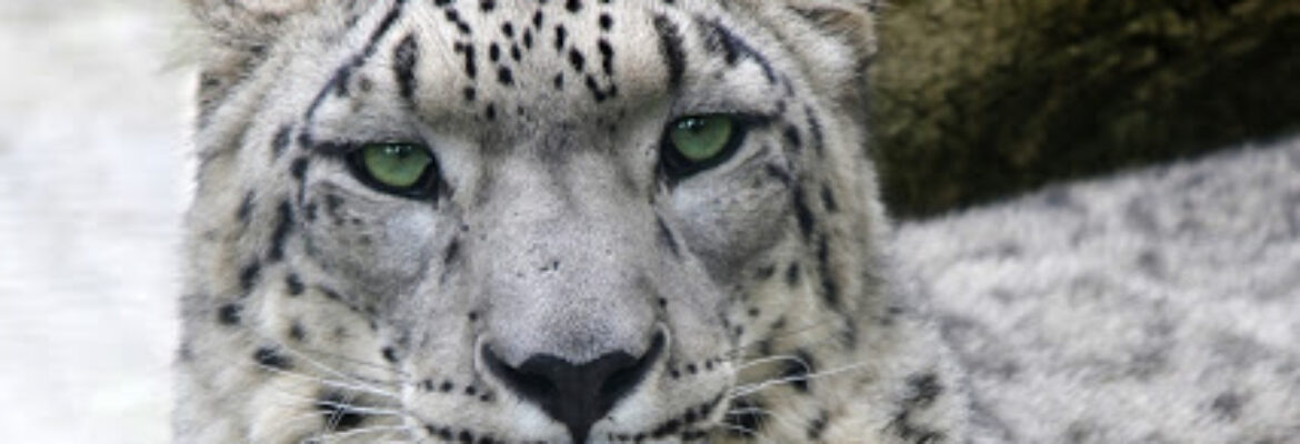 Parc Animalier d’Auvergne