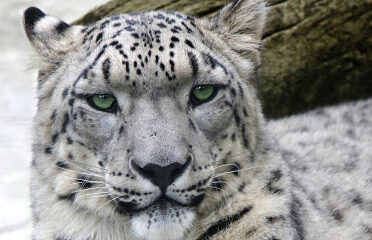 Parc Animalier d’Auvergne