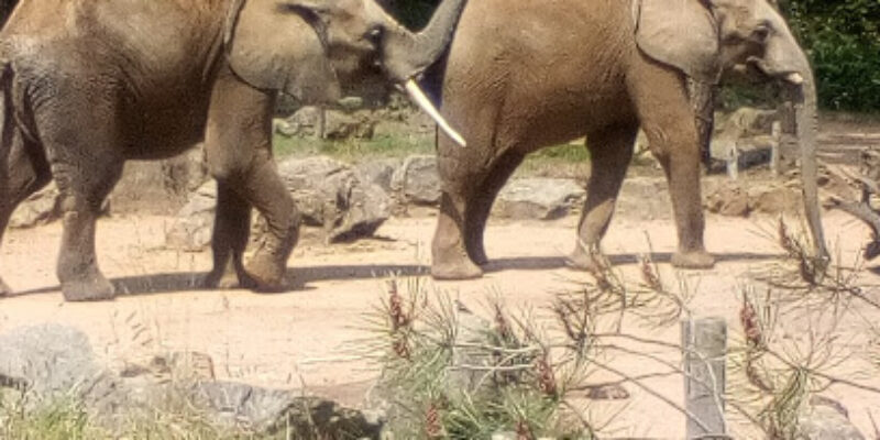 Zoo de la Flèche