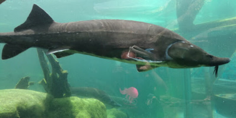 Aquarium du Périgord Noir