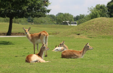 Parc African Safari