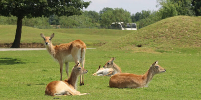Parc African Safari