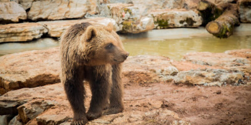 Parc Animalier de Gramat