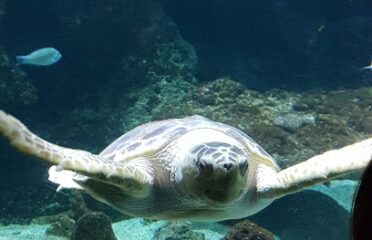 Aquarium La Rochelle