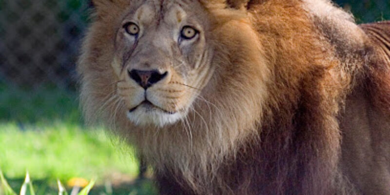 Zoo des Sables d’Olonne