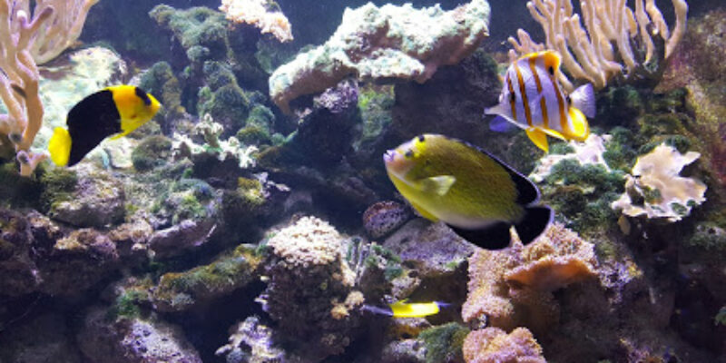 Muséum-Aquarium de Nancy