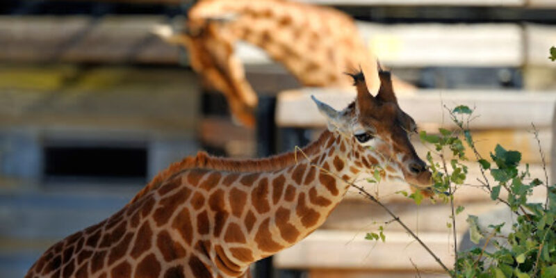 Parc Zoologique de Paris